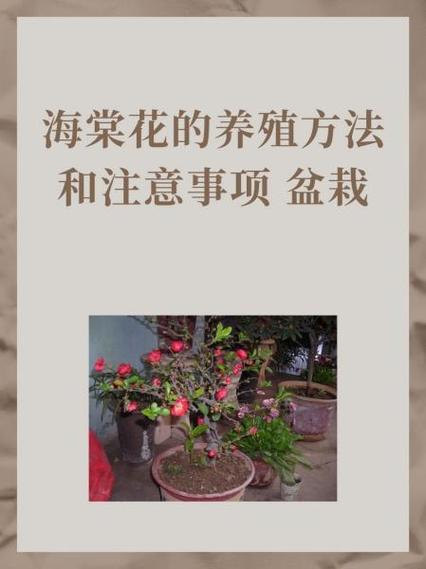 盆栽海棠花的种植方法及养护缩略图
