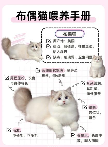 布偶猫养殖注意事项游戏截图