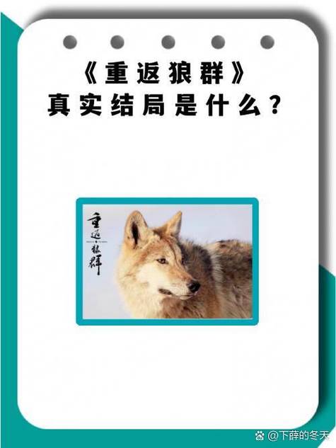 媚媚的孩子最终当上狼王吗图标
