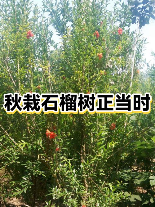 门前栽石榴树风水好不好