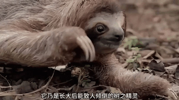 树懒是骂人还是夸人缩略图