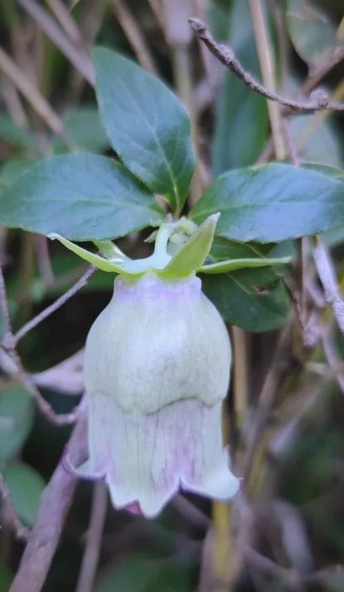 羊乳(植物)的功效与作用缩略图