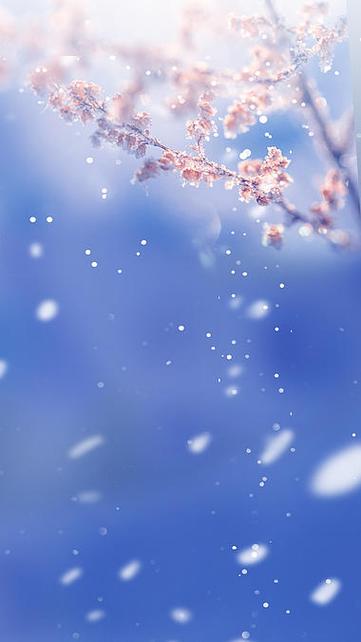 梅花飘落的短视频缩略图
