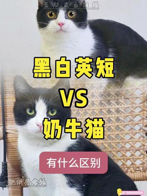 黑白猫与奶牛猫的区别图标