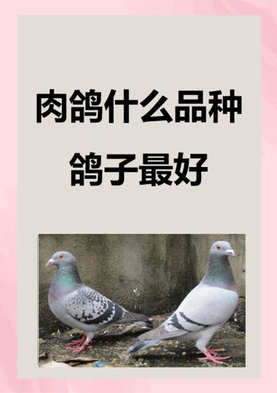 鸽子最旺什么属相图标