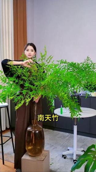 室内养什么植物最好游戏截图