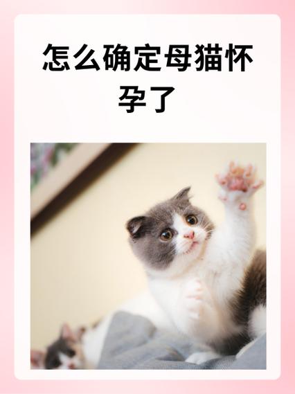 猫怀孕了他自己知道吗图标