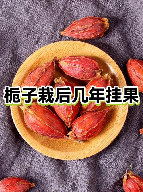 栀子的配伍应用缩略图