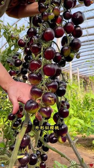 蓝莓番茄为何要尽量少吃缩略图