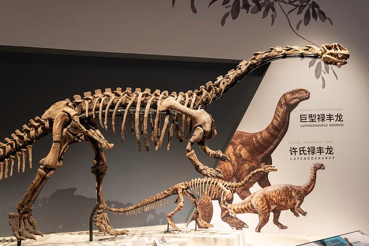 恐龙化石最忌三种属相缩略图