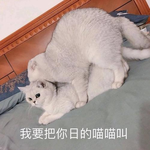 QQ那个小猫爪子表情包叫什么图标
