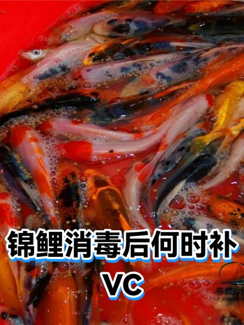 维C对锦鲤的好处