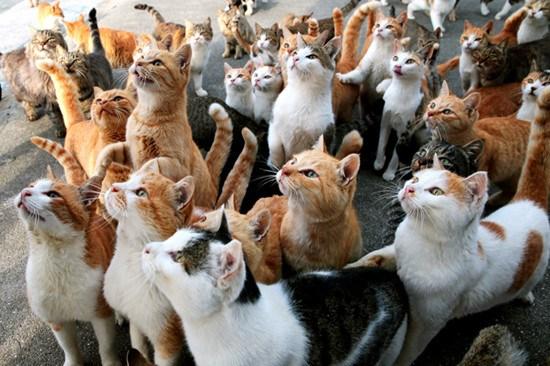我的世界猫驯服了会不会跟着你跑缩略图