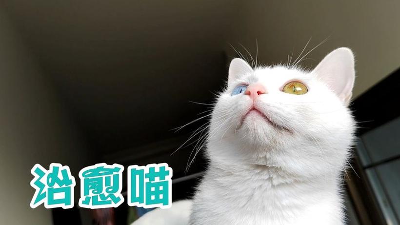抖音球球是只猫bgm图标