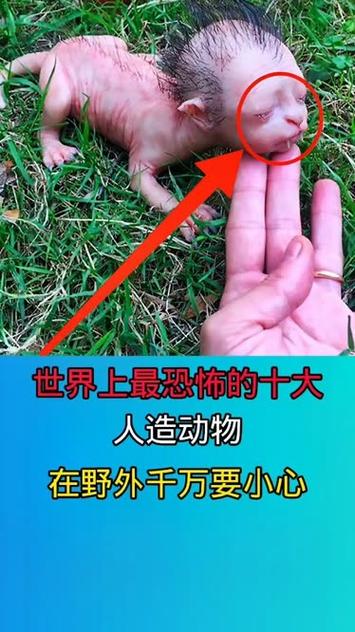 八大可怕的人造动物游戏截图