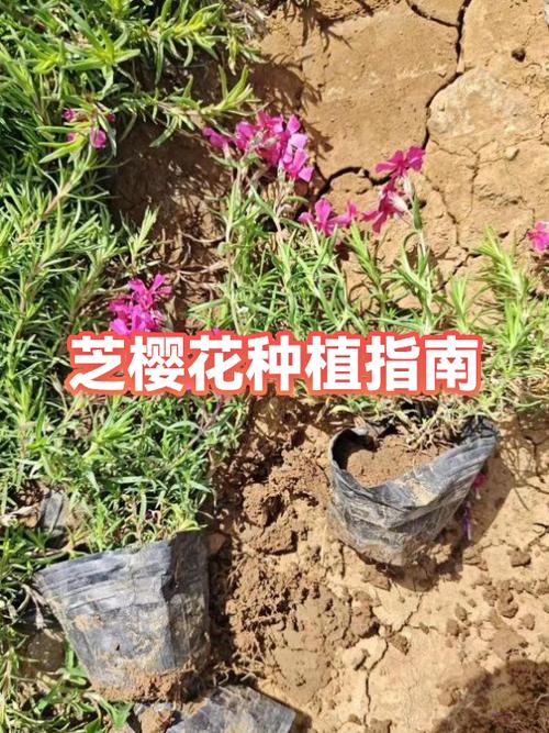樱花喜欢酸性还是碱性土图标
