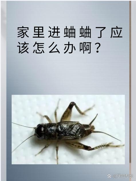 蛐蛐在家里叫有什么预兆缩略图