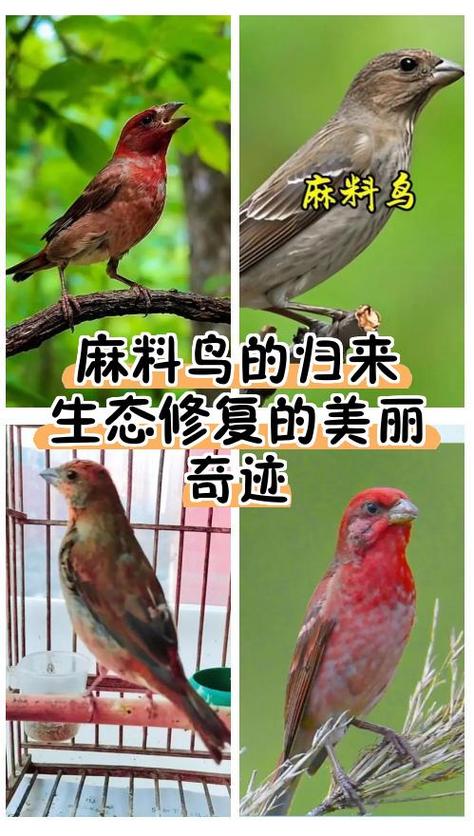 麻渣子是什么鸟图标