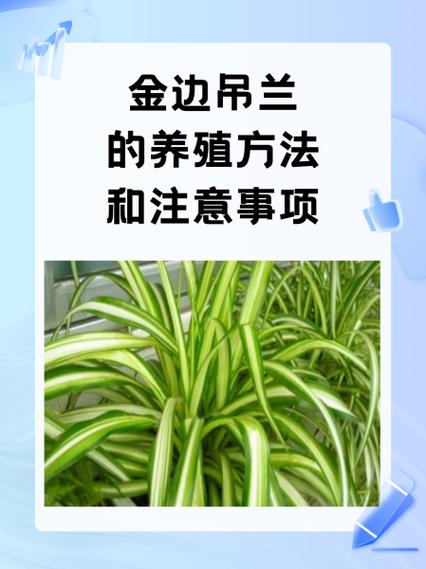 金边吊兰的养殖方法和注意事项盆栽缩略图