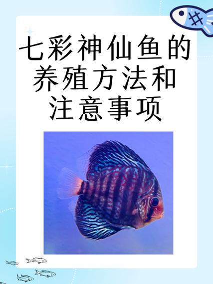 50的鱼缸能养几条七彩神仙鱼缩略图