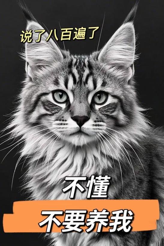 抖音网红猫叫什么图标