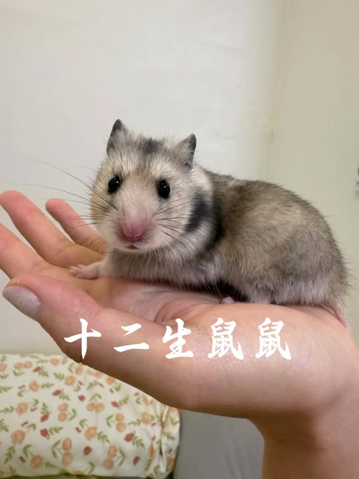 金丝熊最旺的三个属相图标