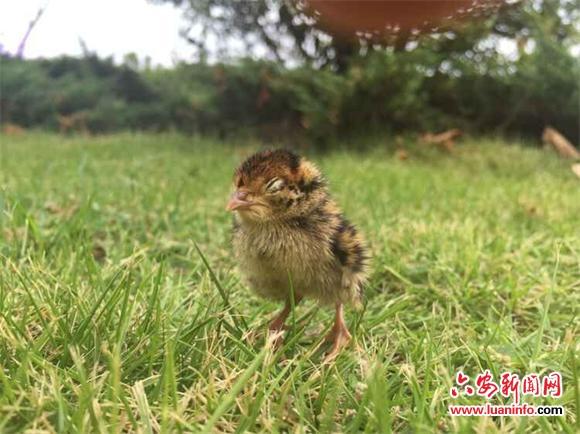 小野鸡幼崽的叫声大全图标