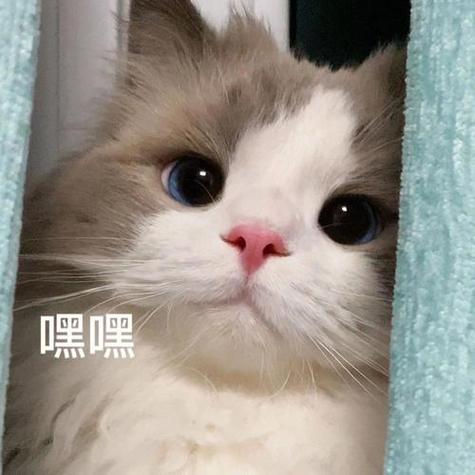 很火的那个猫的表情包缩略图
