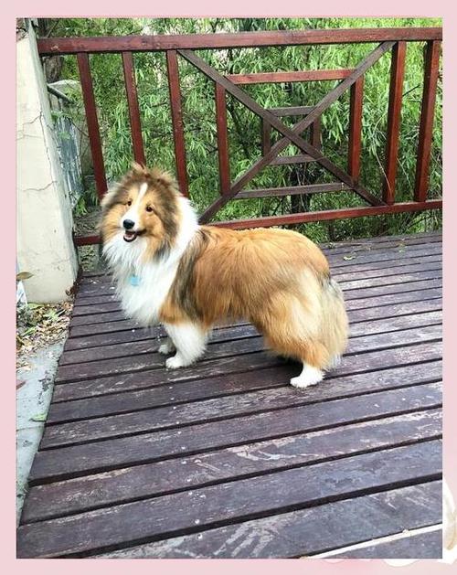 喜乐蒂最贵三个颜色缩略图