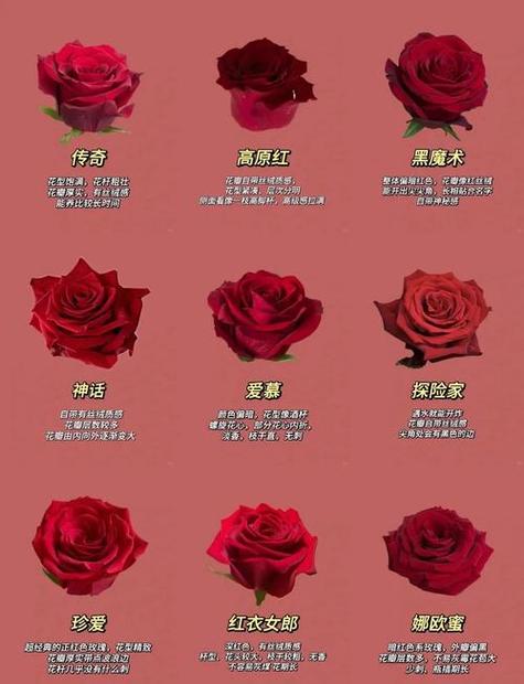 玫瑰花的养殖方法和注意事项 盆栽缩略图