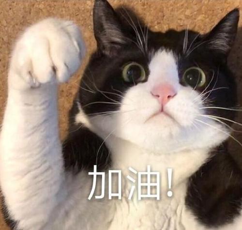 加油我看着呢猫咪表情包图标