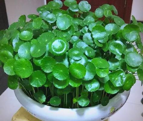 最旺虎的植物第一名游戏截图