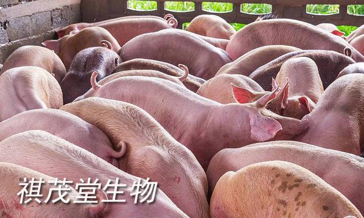 高热病猪的症状和治疗图标