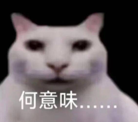 最近很火的小猫表情包叫什么图标