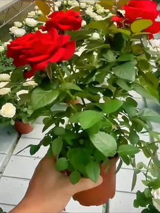 玫瑰花喜欢什么土壤和肥料图标