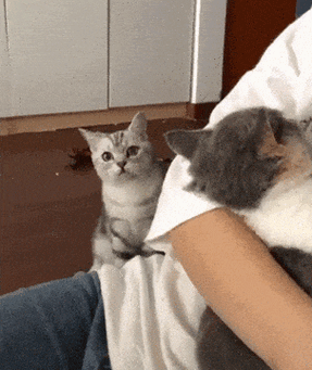 猫扑人是为什么