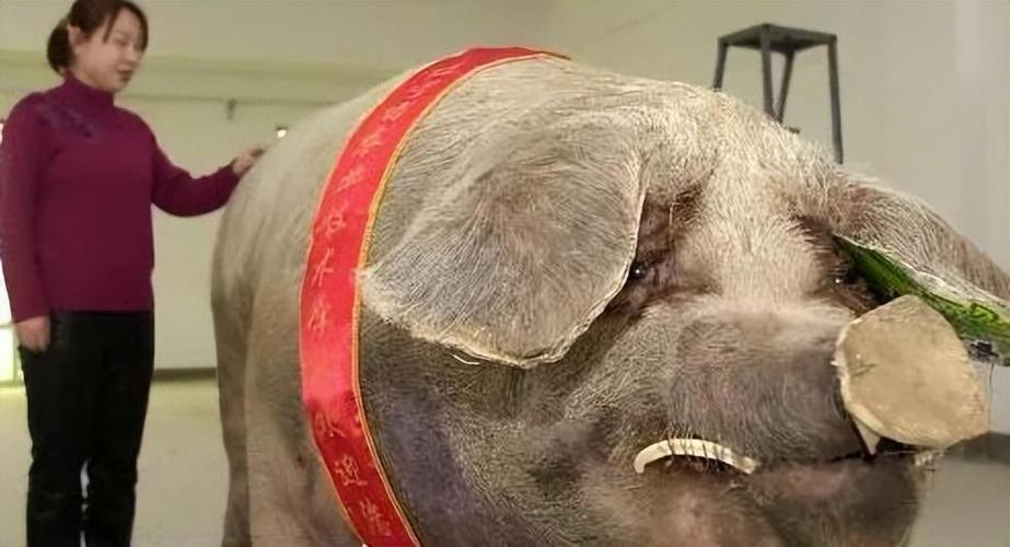 物为猪王打一动物图标