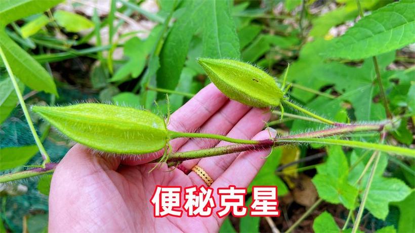长得像秋葵和黄瓜一样长是什么图标