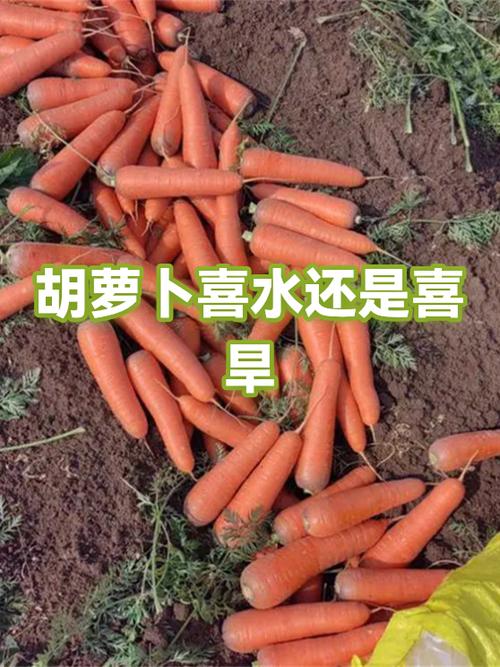 萝卜喜水还是喜旱游戏截图