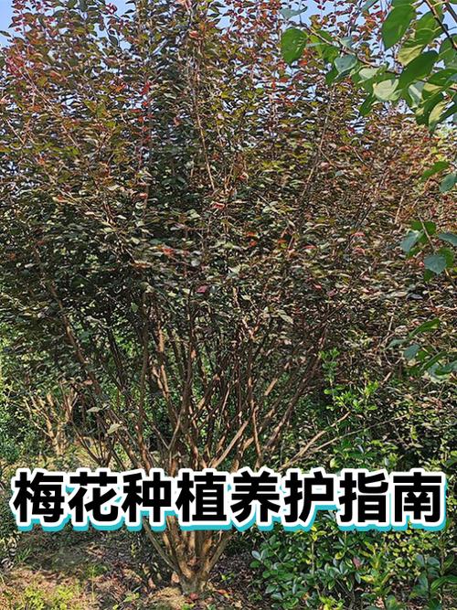 梅花如何养护和管理游戏截图