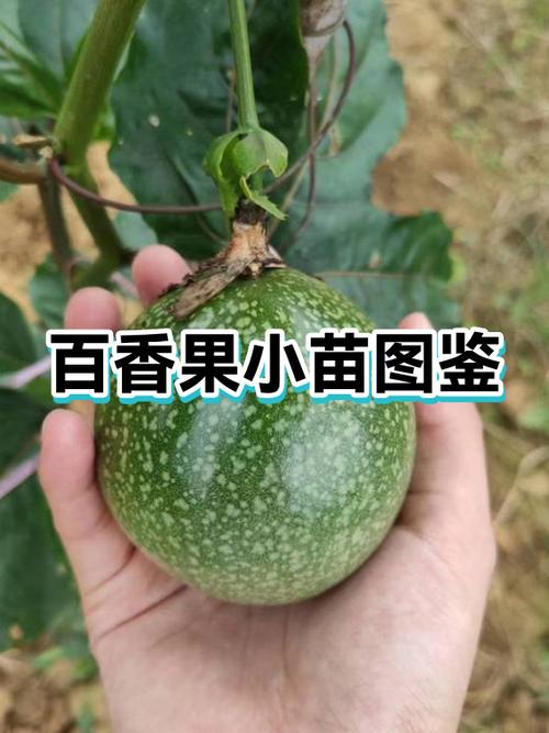 百香果有几种品种图片缩略图