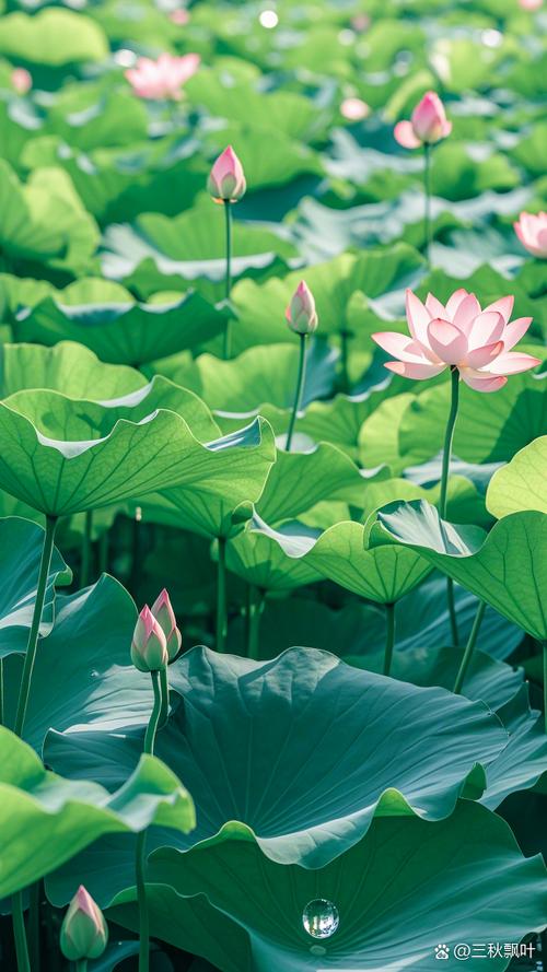 美丽的荷花像什么一年级缩略图