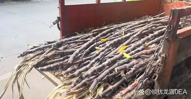 甘蔗卖不出去怎么办