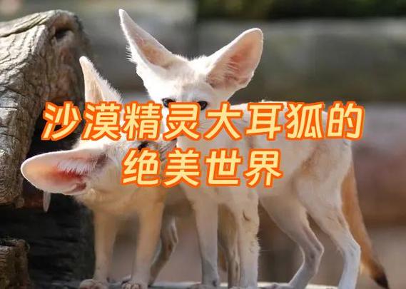 大耳狐与沙漠狐的区别图标