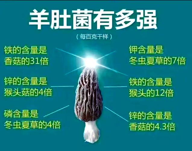 羊肚菌的功效与作用图标