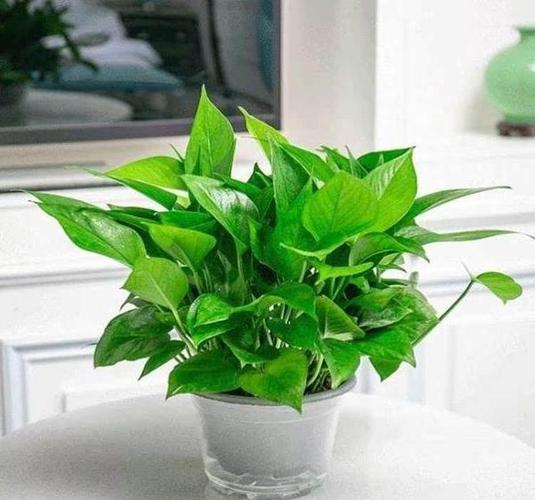 属马最旺的植物第一名缩略图