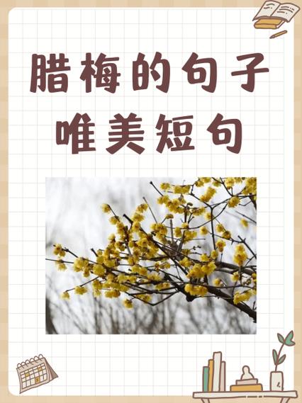 形容腊梅花的优美句子图标
