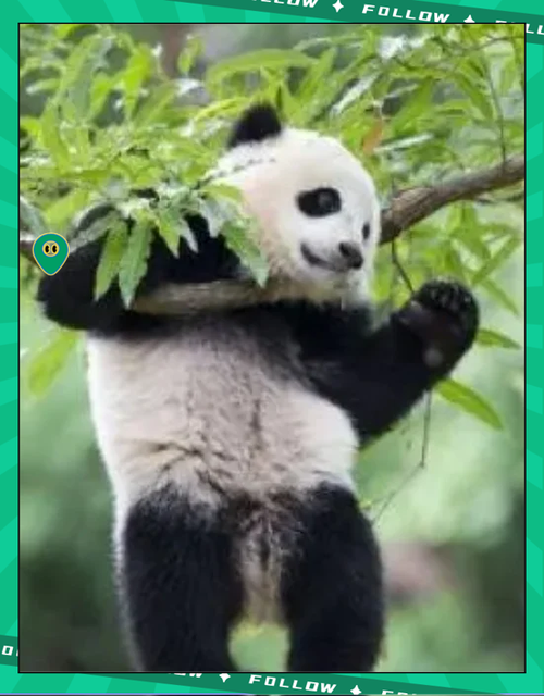 熊出没熊猫在第几集出现图标
