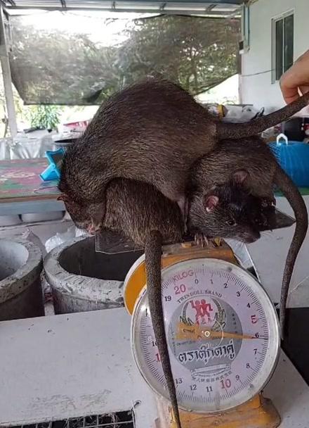 硕鼠有没有手机游戏截图