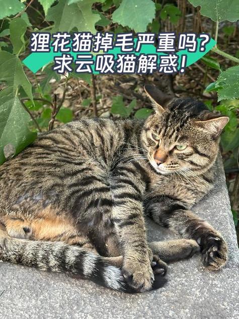 猫咪掉分脚本游戏截图